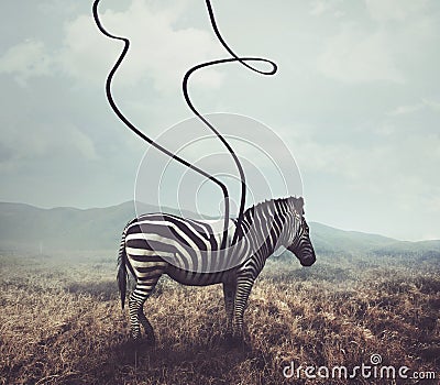 Zebra and stripes Stock Photo