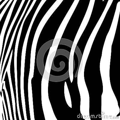 Zebra Stripes Vector Vector Illustration