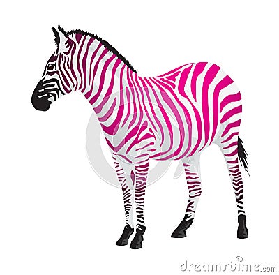 Zebra with strips of pink color. Cartoon Illustration