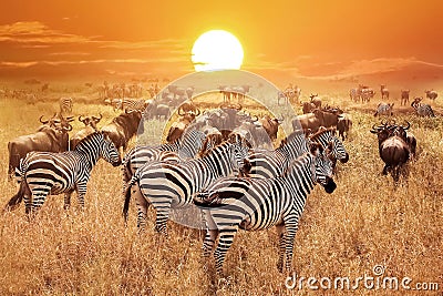 Zebra at sunset in the Serengeti National Park. Africa. Tanzania Stock Photo