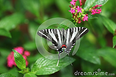 Zebra Swallowtail Butterfly Stock Photo