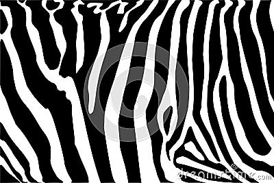 Zebra texture Vector Illustration