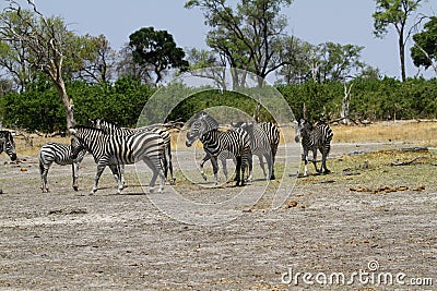 Zebra Togetherness Stock Photo