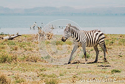 Zebra trots and walks on Crescent Island - Kenya, East Africa Stock Photo