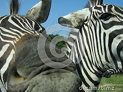 A zebra trying to eat my camera. Stock Photo