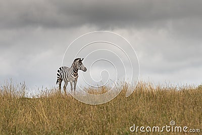 Zebra under a stormy sky. Stock Photo