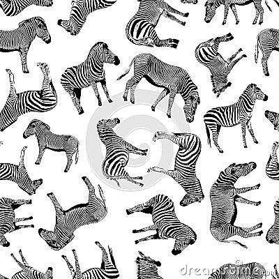 Zebra vector hand drawn graphic illustration seamless pattern on white background Vector Illustration