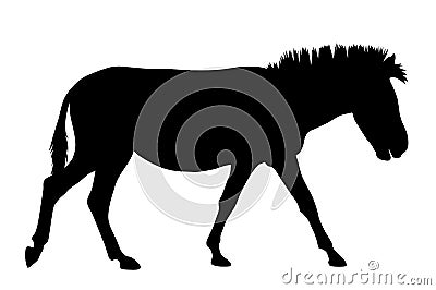 Zebra Vector Illustration