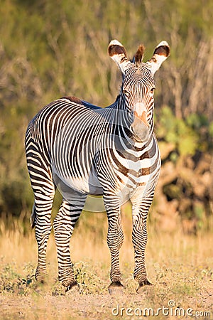 Zebra in vertical photograph Stock Photo