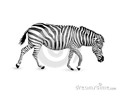 Zebra walking and bend down. Vector Illustration