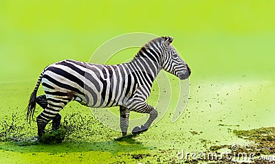 The zebra was running gracefully running in the green water Stock Photo