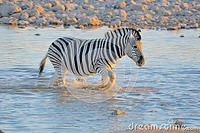 Zebra in water at sunset, Okaukeujo waterhole Stock Photo