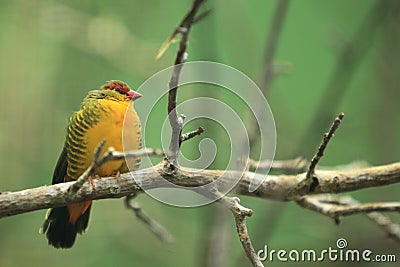 Zebra waxbill Stock Photo