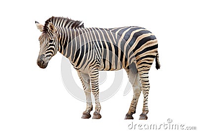 Zebra white background Stock Photo