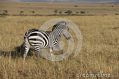 Zebra in the wild maasai mara Stock Photo
