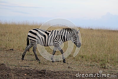 Zebra in the wild Stock Photo