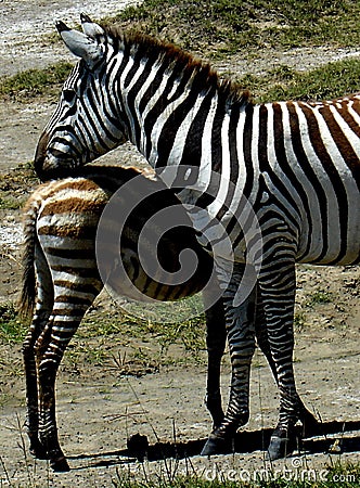 Zebra with young Stock Photo