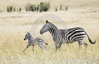 Zebra and Young Stock Photo