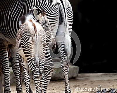 Zebra Stock Photo