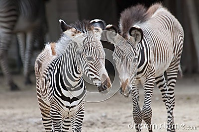 Zebra Stock Photo