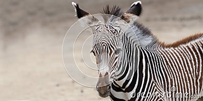 Zebra Stock Photo