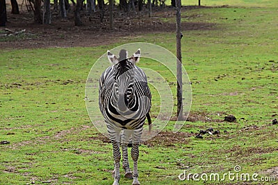 Zebra Stock Photo