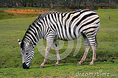 ZEBRA Stock Photo