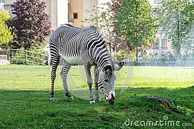 Zebra at the zoo Stock Photo