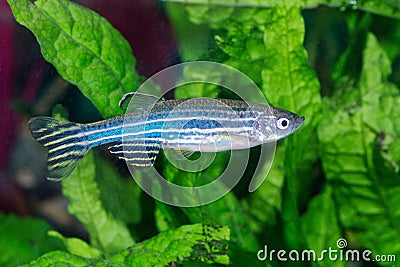 Zebrafish Danio rerio in aquarium Stock Photo