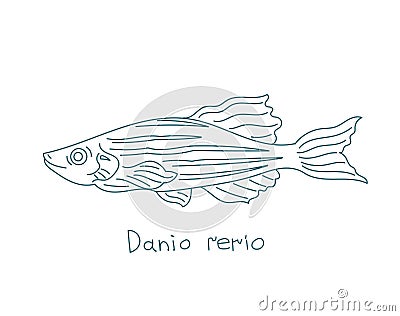 Zebrafish. Danio rerio. Zebra danio. Aquarium fish. Vector contour line. Open paths. Editable stroke. Vector Illustration