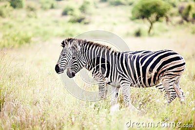 Zebras Stock Photo