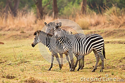 Zebras Stock Photo