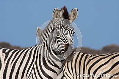 Zebras Stock Photo