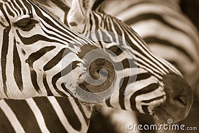 Zebras Stock Photo