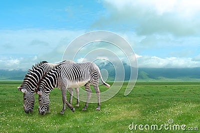 Zebras Stock Photo