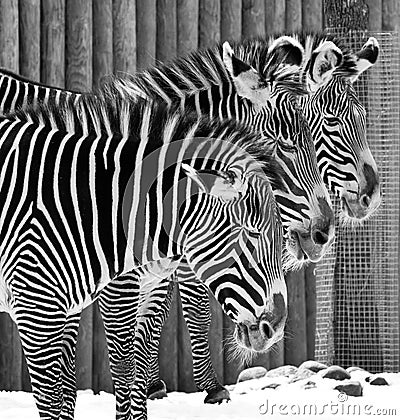 Zebras Stock Photo