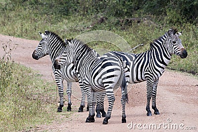 Zebras in Uganda, Africa. Three zebras on path in Lake Mburo National Park Stock Photo