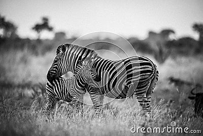 Zebras are African equines with distinctive black-and-white striped coats, plains zebra, South africa Stock Photo
