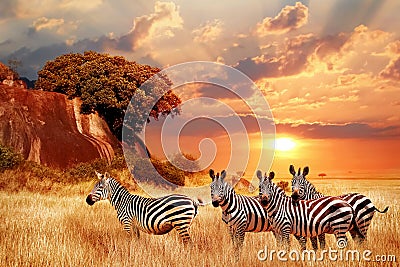 Zebras in the African savanna against the backdrop of beautiful sunset. Serengeti National Park. Tanzania. Africa Stock Photo