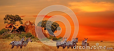 Zebras in the African savanna at sunset. Serengeti National Park. Tanzania. Africa. Banner format. Stock Photo