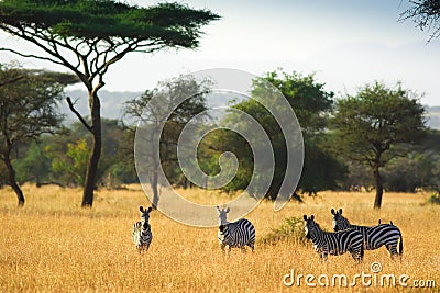 Zebras on african savannah Stock Photo