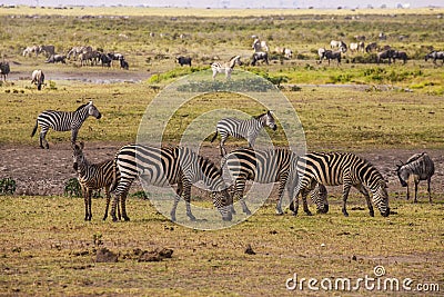 Zebras in Amboseli Park, Kenya Stock Photo