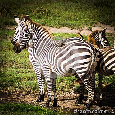 Zebras with birds on back for mutual benefit Stock Photo