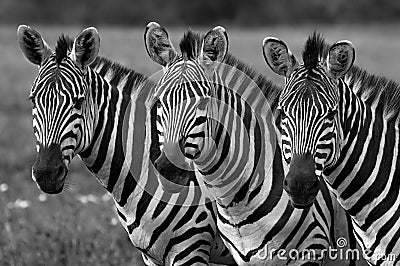 Zebras black and white Stock Photo