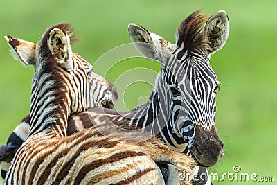 Zebras Calf Affections Wildlife Animals Stock Photo