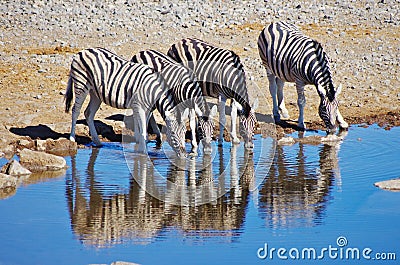 Zebras drinking Stock Photo