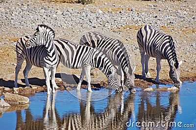 Zebras drinking Stock Photo