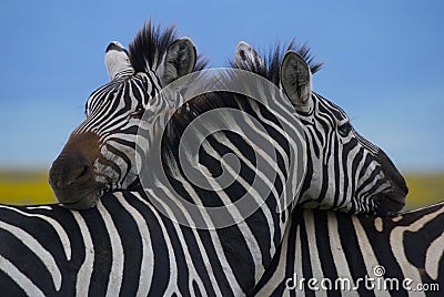 Zebras embracing Stock Photo