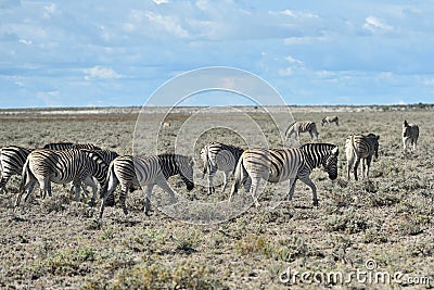 Zebras in Etosha, Namibia Stock Photo