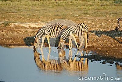 Zebras in Etosha NP, Namibia Stock Photo